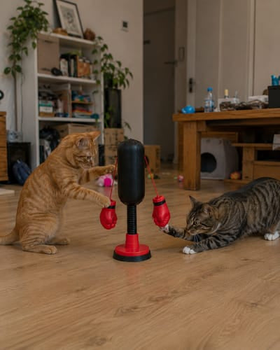 Interactive Cat Boxing Toy